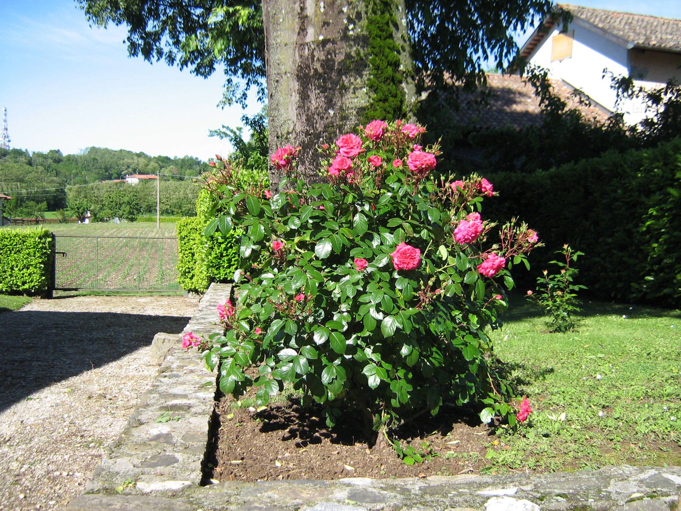 Le rose nella sede di Moruzzo
