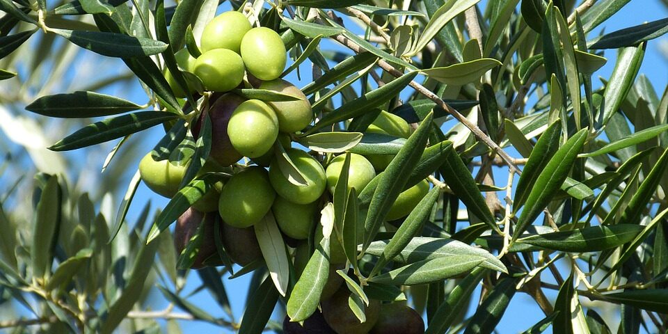 foglie con olive