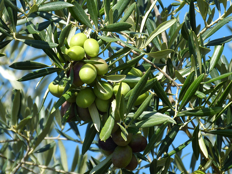 foglie con olive