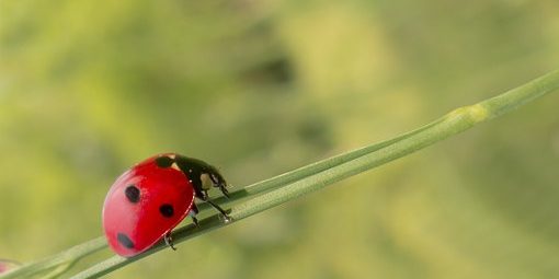 coccinella su foglia biologica