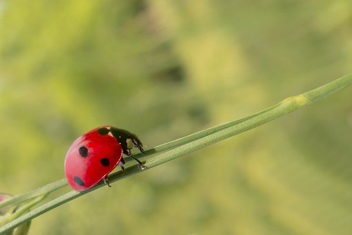 coccinella su foglia biologica