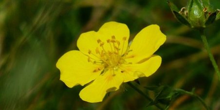 fiore giallo su sfondo d'erba