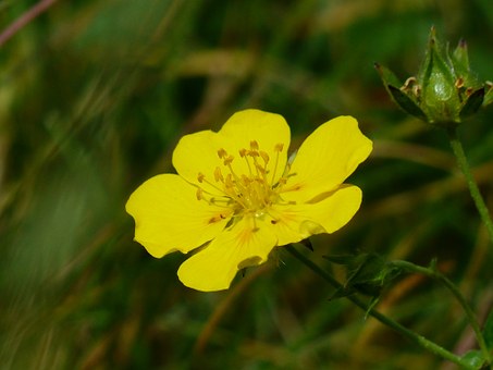 fiore giallo su sfondo d'erba