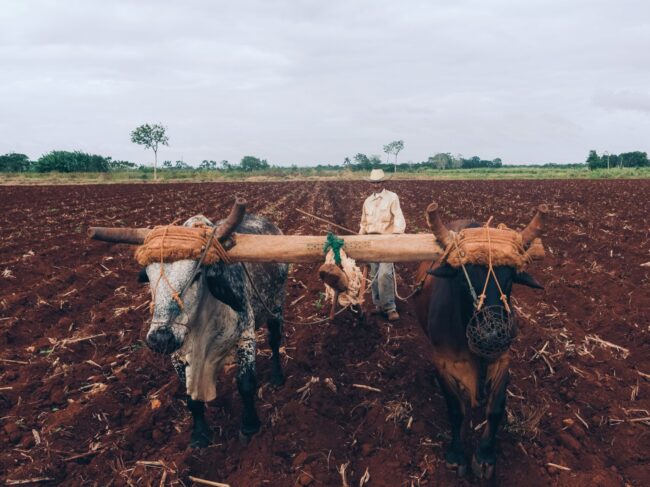 buoi con il giogo