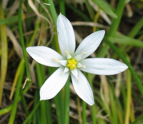 Star of Bethlehem
