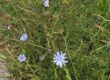 fiore di cicoria selvatica
