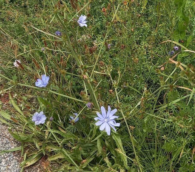 fiore di cicoria selvatica
