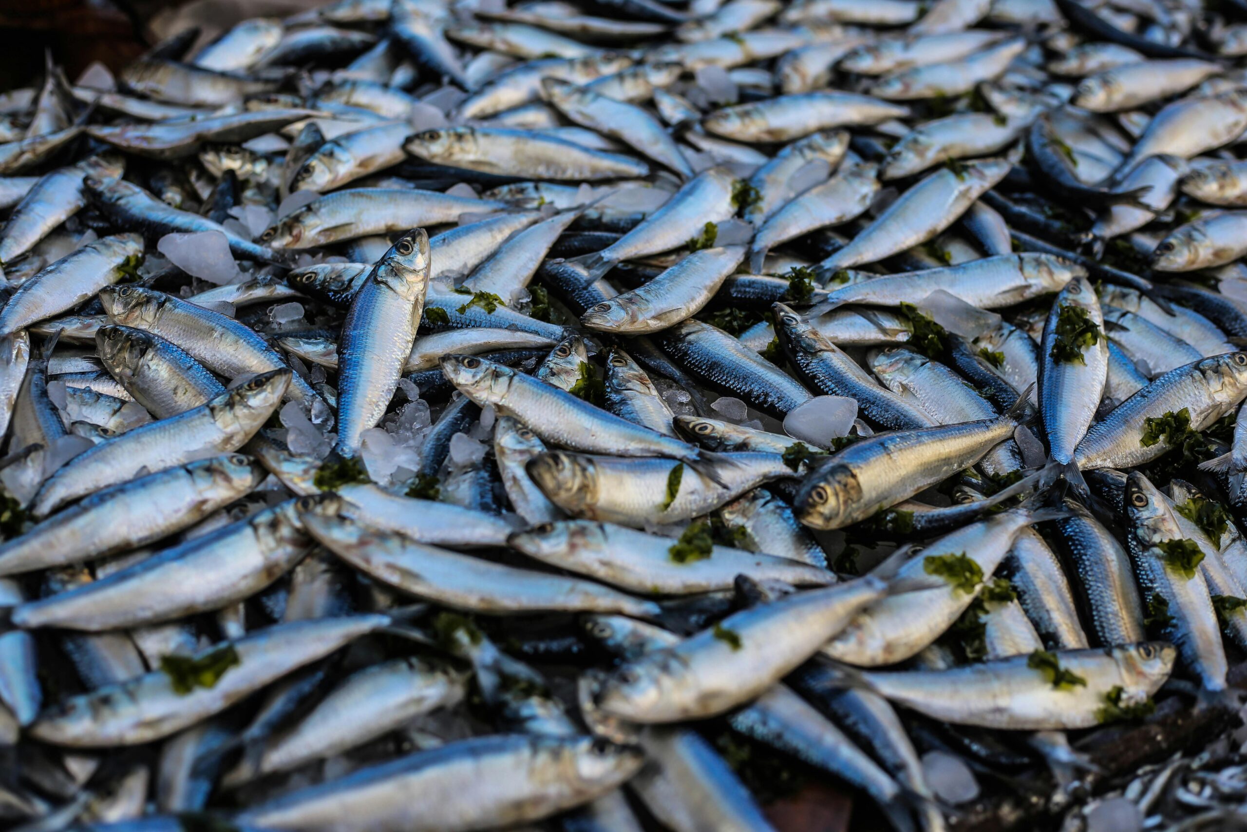 pesce azzurro